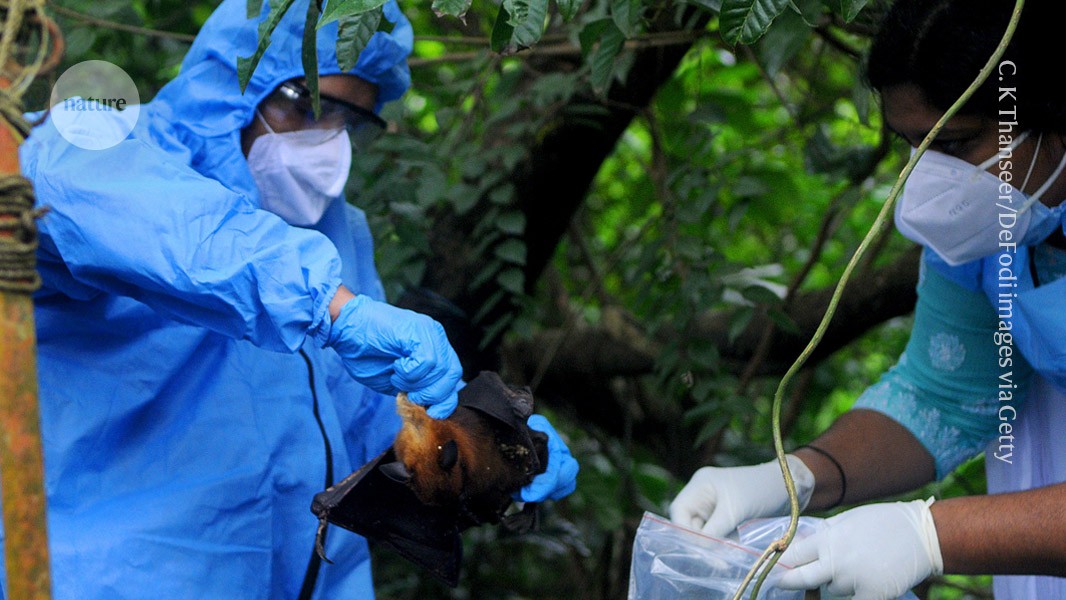 Using mosquitoes to vaccinate bats could curb the spread of deadly diseases