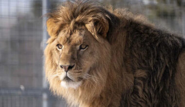Young Lion, Who Went Missing After Being Illegally Sold as a Pet When He Was a Cub, Reunites with Parents at Sanctuary