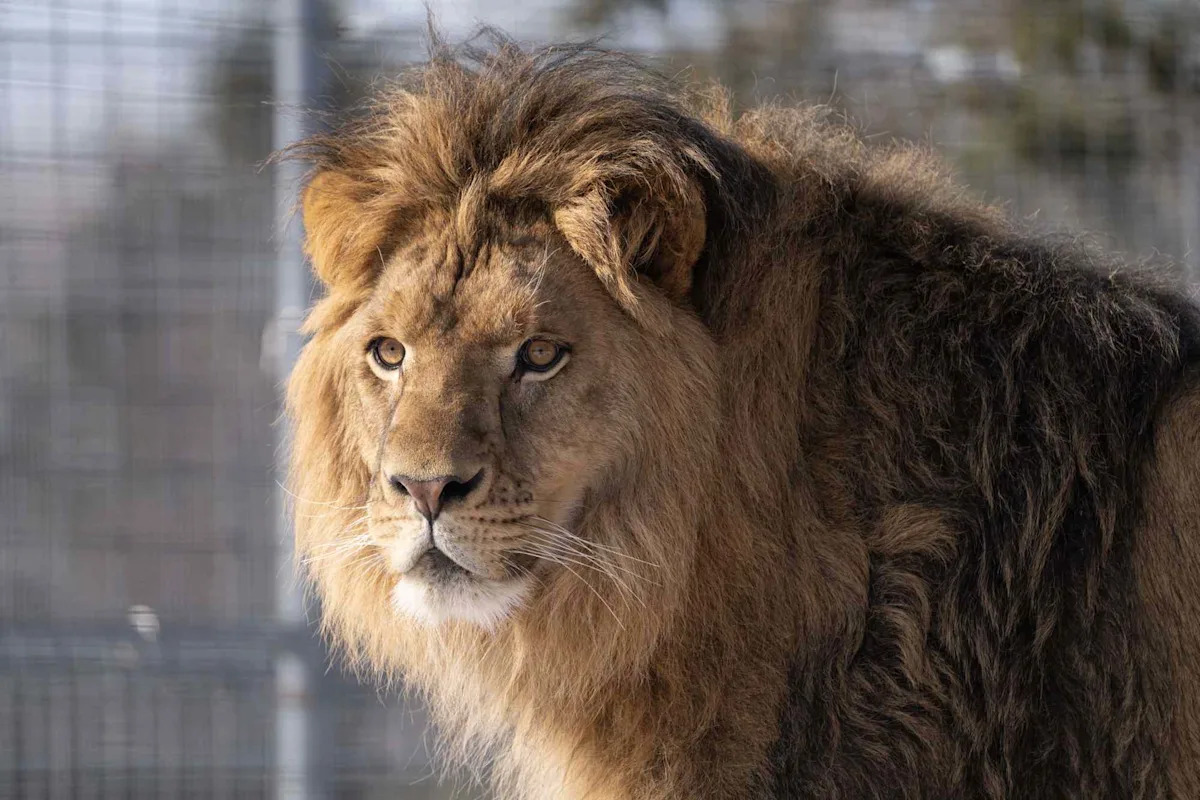 Young Lion, Who Went Missing After Being Illegally Sold as a Pet When He Was a Cub, Reunites with Parents at Sanctuary