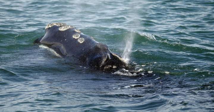 Endangered whales: U.S. proposal to change safety measure draws criticism from Canada - Halifax