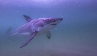 Great white shark named Kara spotted off Vancouver Island