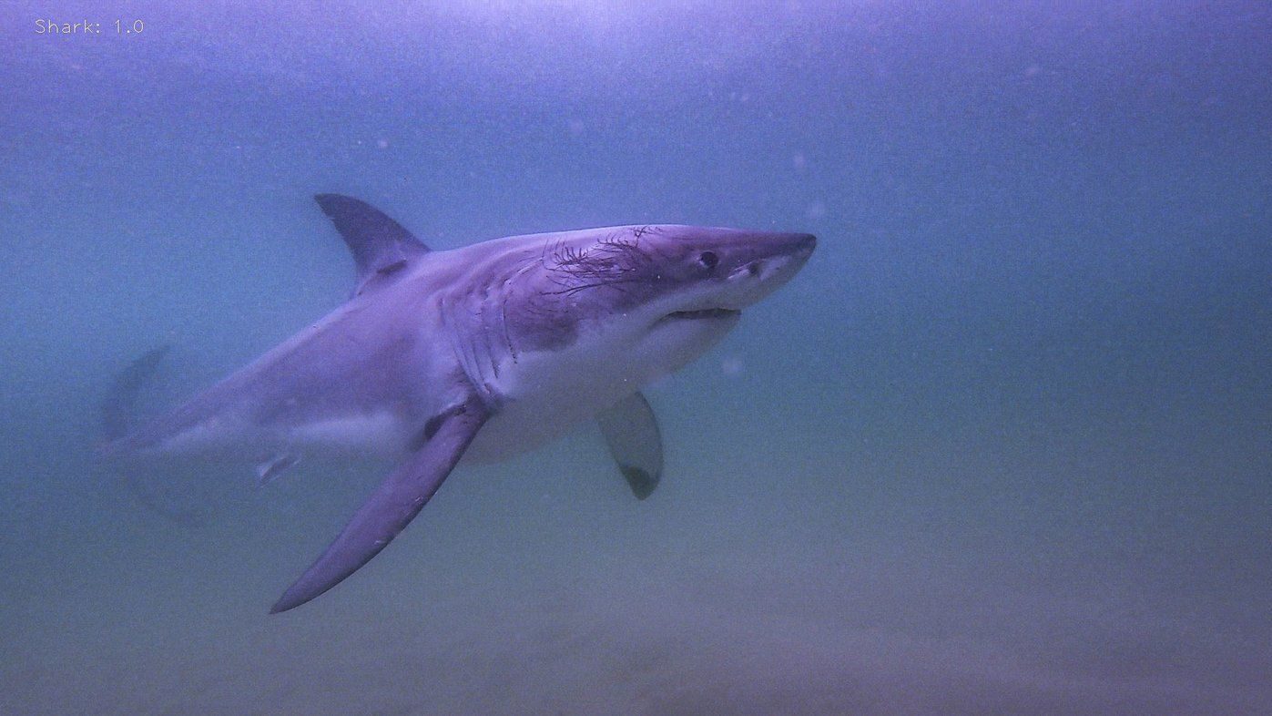 Great white shark named Kara spotted off Vancouver Island