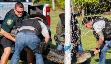 'Stick to swimming': Alligator stuck in soccer net rescued in Manatee County