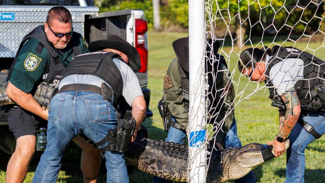 'Stick to swimming': Alligator stuck in soccer net rescued in Manatee County