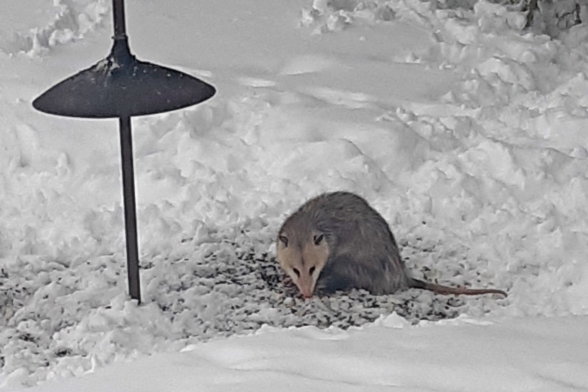 COLUMN: Resident shocked to see opossum waddle across Orillia street
