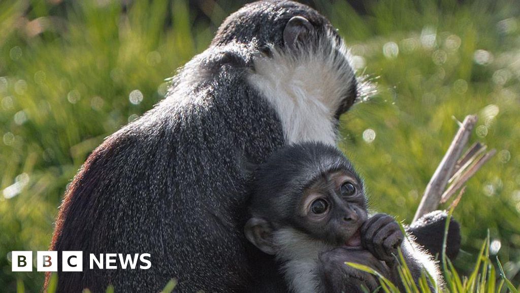 Chester Zoo monkey can hold its baby thanks to pioneering op - BBC