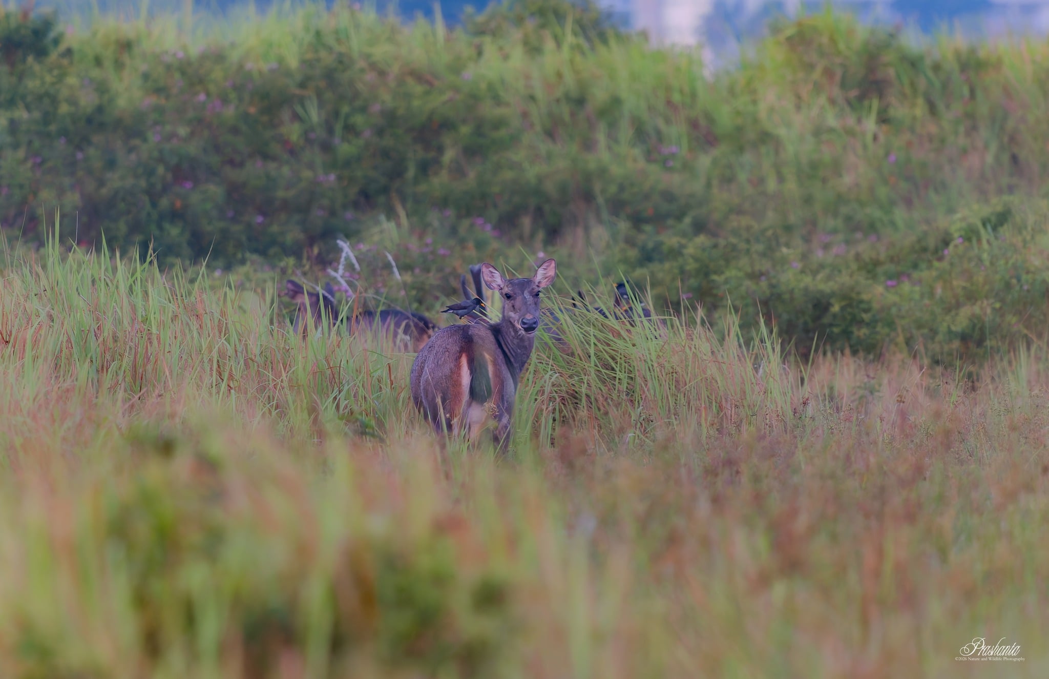 sambar deer morning