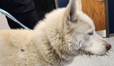 Husky loses battle with porcupine, gets helping hand from OPP
