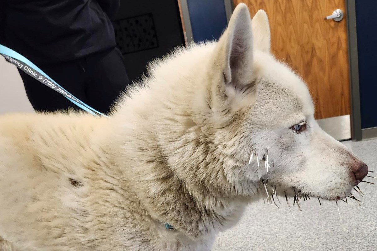 Husky loses battle with porcupine, gets helping hand from OPP