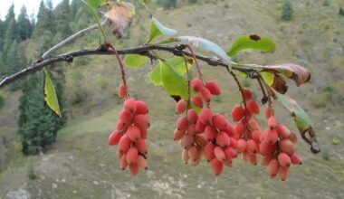 From Childhood Delight to Medicinal Exploitation