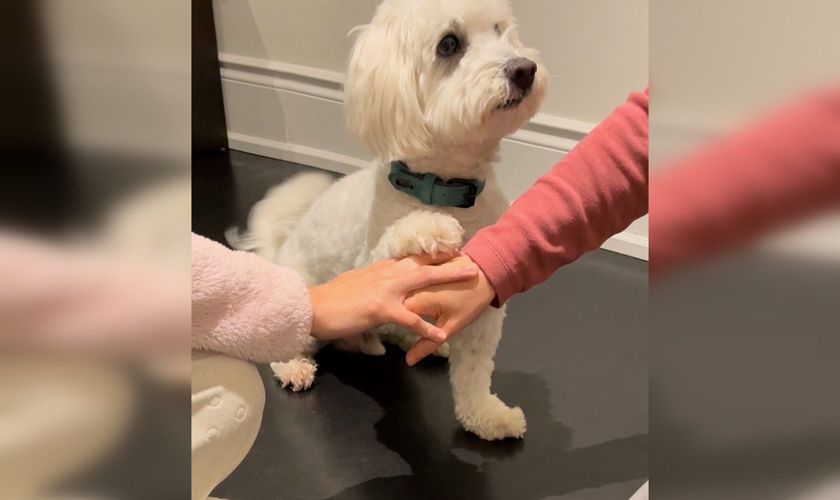 Family dog found safe after home invasion while investigation continues north of Brampton