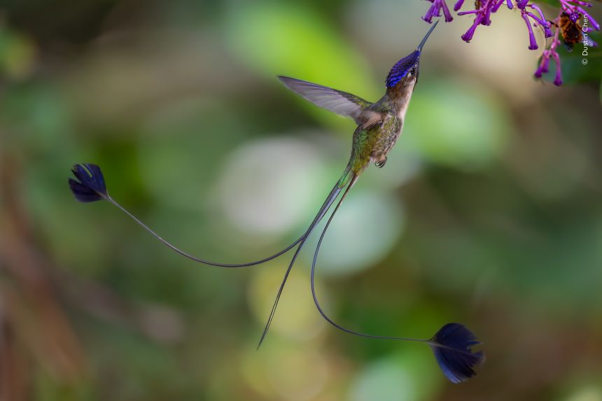 British photographer Dustin Che captures this striking image of a male marvellous spatuletail hummingbird feeding on flowers at Huembo Lodge in Pomacochas, Peru. His impressively long tail is used to attract females.