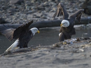 eagles
