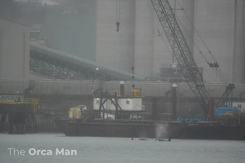 Marine researchers say the unfamiliar orcas lingered in the harbour for several days, raising concerns they may have been “psychologically trapped” in the noisy, high-traffic waterway.