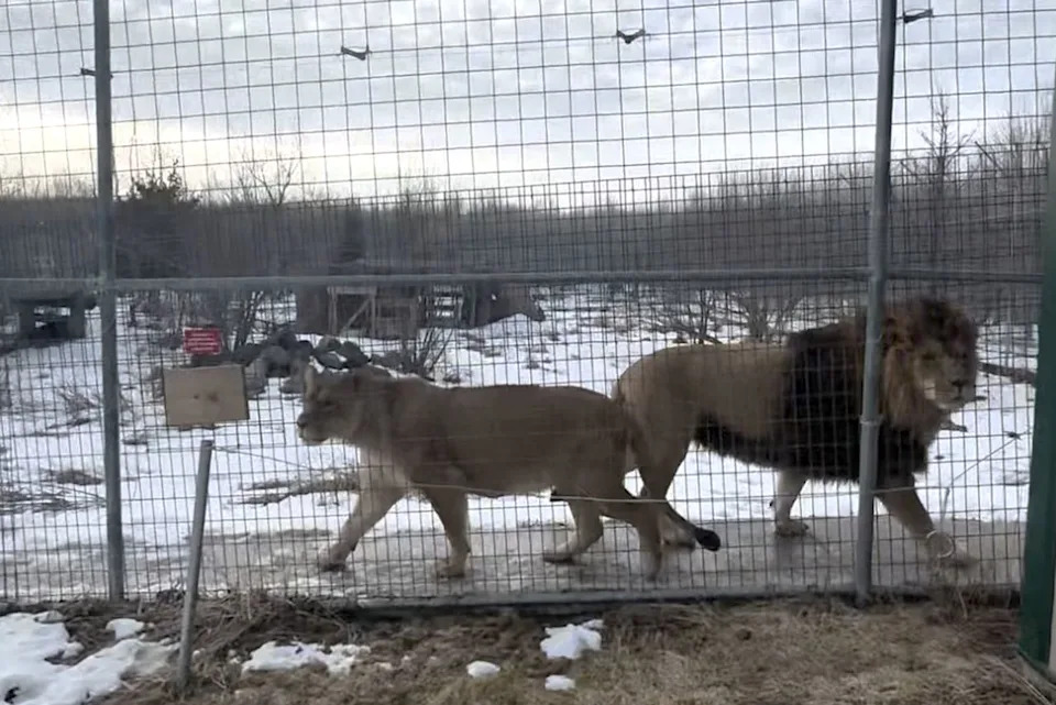Kiros’ parents, Kim and Carl, watch as their son arrives at The Wildcat SanctuaryCredit: The Wildcat Sanctuary