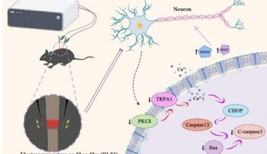 Electroacupuncture calms neuronal stress to restore movement after spinal cord injury - Technology Today
