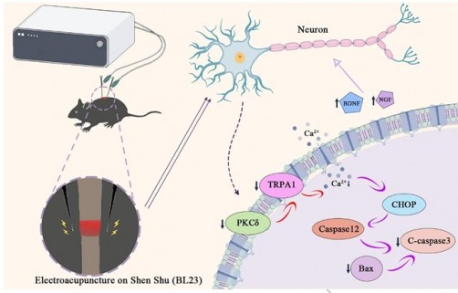 Electroacupuncture calms neuronal stress to restore movement after spinal cord injury - Technology Today