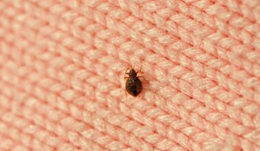 Report urges action on growing bedbug problem in Montreal