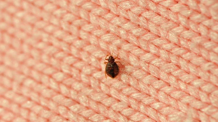 Report urges action on growing bedbug problem in Montreal