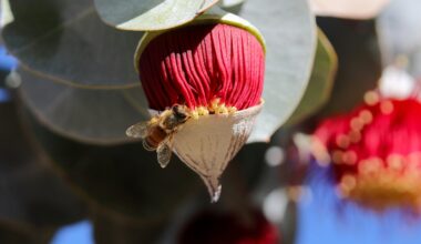 Honey from Australian wildflowers has potent power to kill bacteria