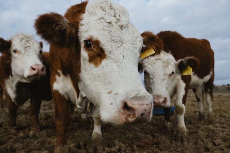 Close up of brown and white cows