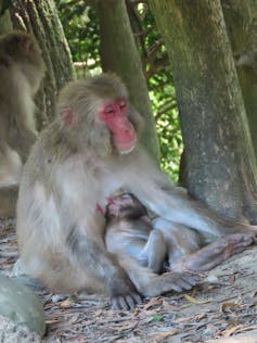 A Japanese macaque nurses her infant in the shade