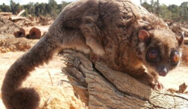 Meet ‘Tous’ — an entirely new genus of mammal we identified. Here’s why it’s so exciting