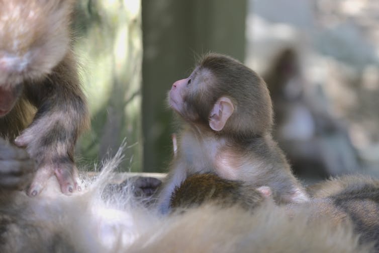 A baby Japanese macaque gazes up at its mother