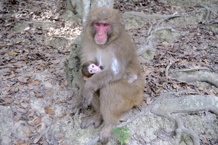 A Japanese macaque nurses a baby macaque