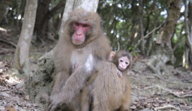 Wild macaques don’t abandon babies. So why did Punch’s mother?