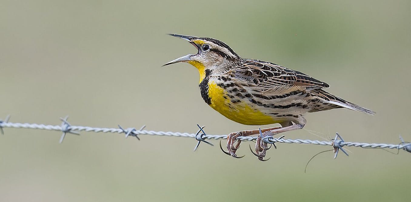 Bird losses are accelerating across North America, particularly in farming regions where agriculture is most intensive