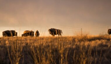 Treaty 4 raises hard questions like how did ‘Crown land’ come to be?