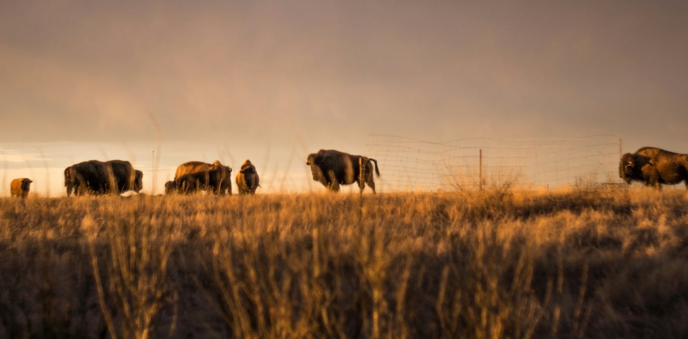 Treaty 4 raises hard questions like how did ‘Crown land’ come to be?