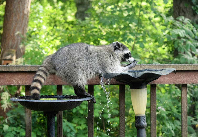 A raccoon perched on a water fountain, drinking water.