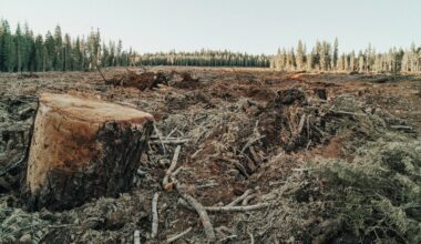 Why forest loss is making our watersheds leak rain