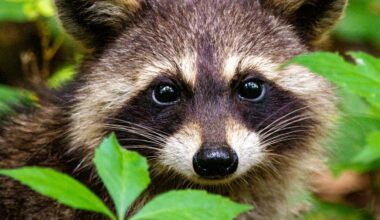 The raccoon raiding your garbage bin might just be solving a puzzle — for the fun of it