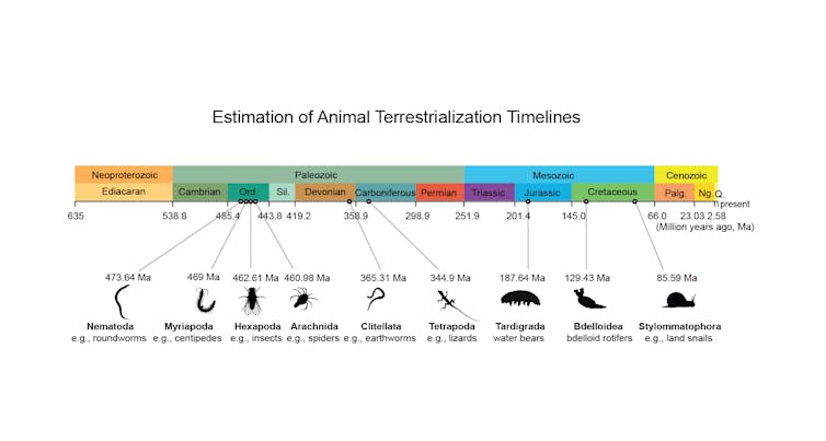 Colour coded timeline of when different animal lineages evolved a more land based lifestyle.