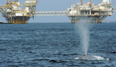 Trump’s ‘God Squad’ pits energy vs. endangered species, but it’s a false choice – protecting wildlife can be good for business