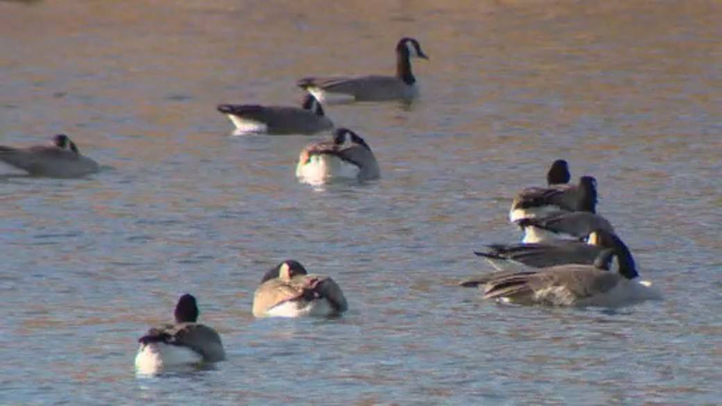 Click to play video: 'High River residents warned of sick, dead wildlife amid bird flu outbreak'
