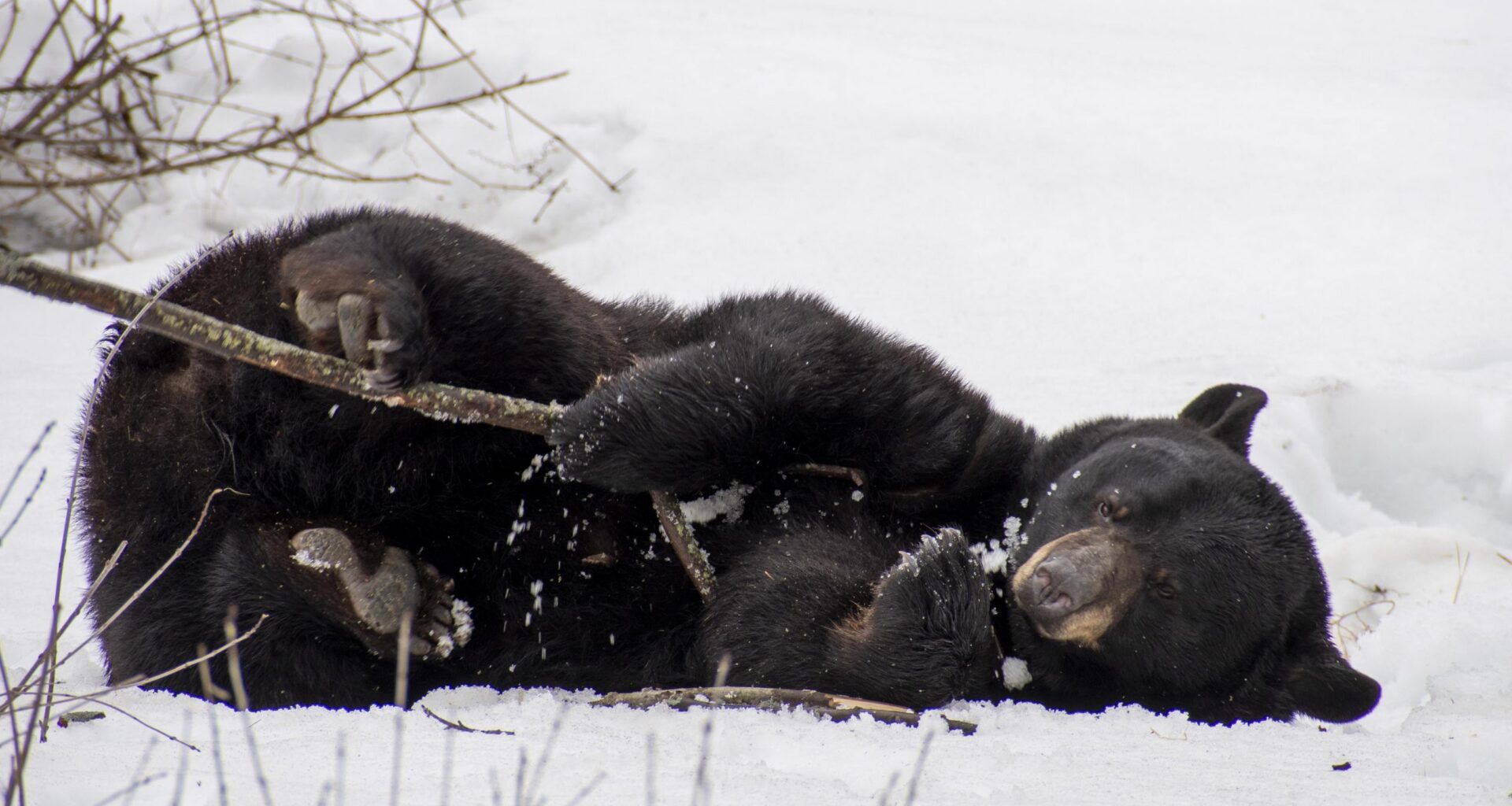 Genie the black bear debut out of hibernation postponed at Montreal's Ecomuseum Zoo