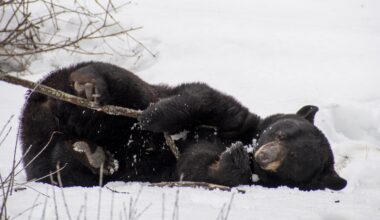Genie the black bear debut out of hibernation postponed at Montreal's Ecomuseum Zoo