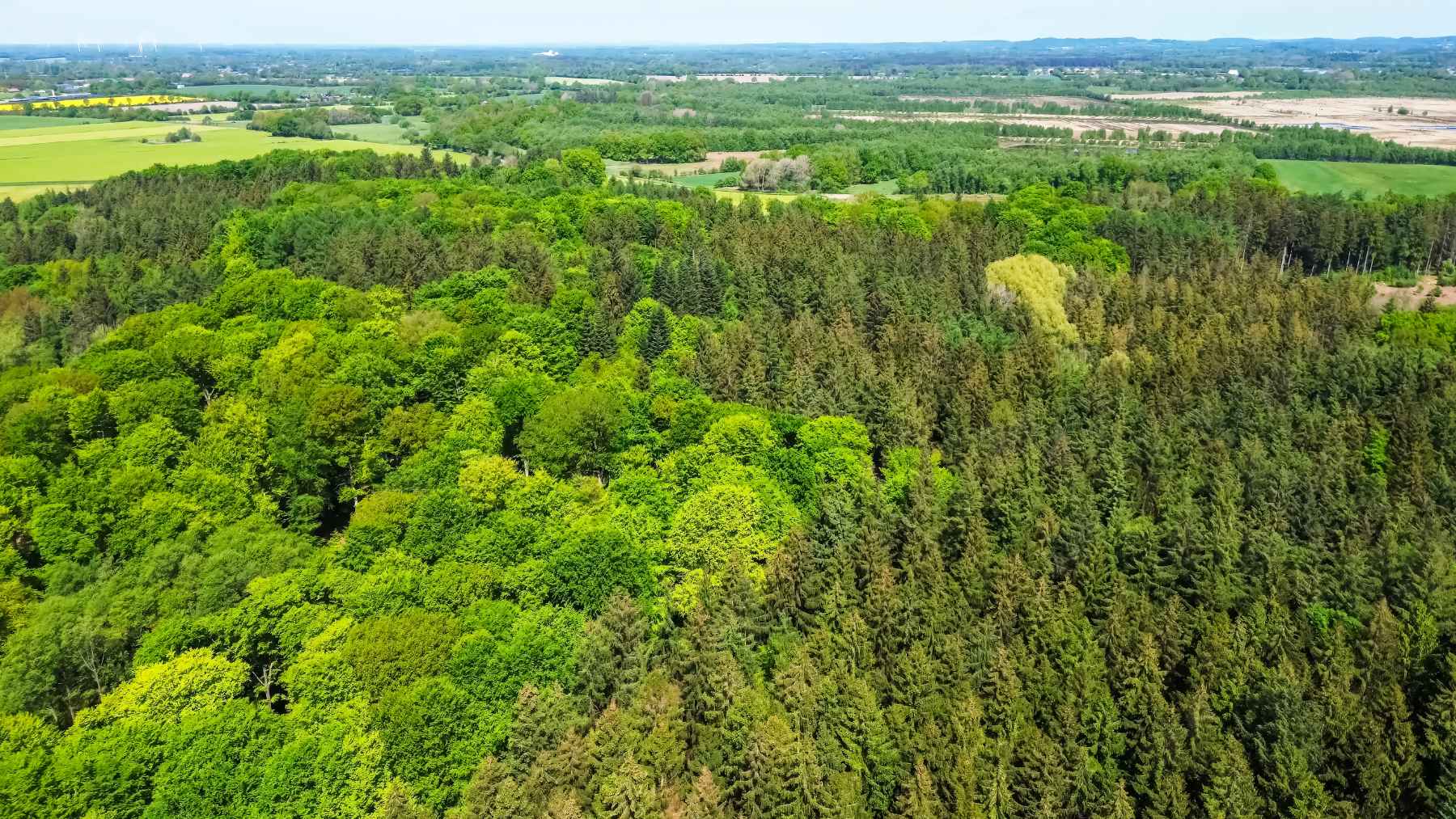 Aerial view of dense mixed forest in Germany, illustrating research on how forest soils respond to climate change and absorb methane.
