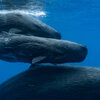 Sperm whales have lengthy exchanges, made up of clicks, which scientists have found is more complex than previously thought.