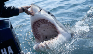 Four white sharks ping in the Gulf ahead of spring break