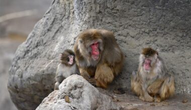 Punch the monkey is finally making friends and fitting in