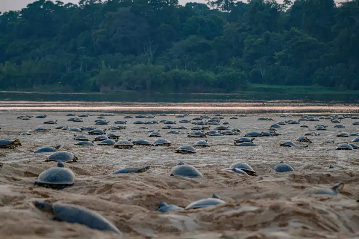 Giant South American River Turtles 2 Scaled