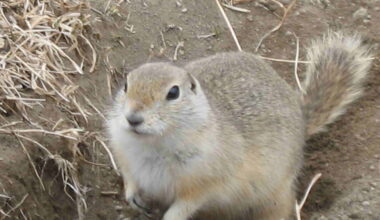 Ottawa grants temporary approval for strychnine use to combat gopher infestation in Prairies - DiscoverHumboldt.com