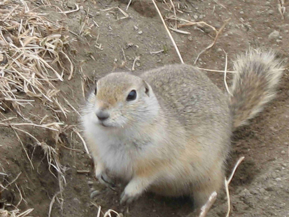 Ottawa grants temporary approval for strychnine use to combat gopher infestation in Prairies - DiscoverHumboldt.com