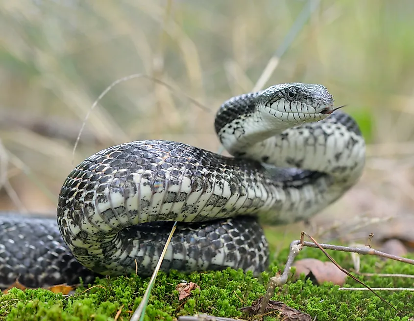 Gray Ratsnake (Pantherophis spiloides).