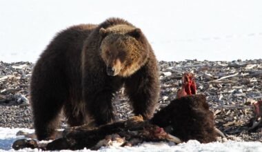 First grizzly bear of 2026 spotted at Yellowstone, feeding on bison carcass